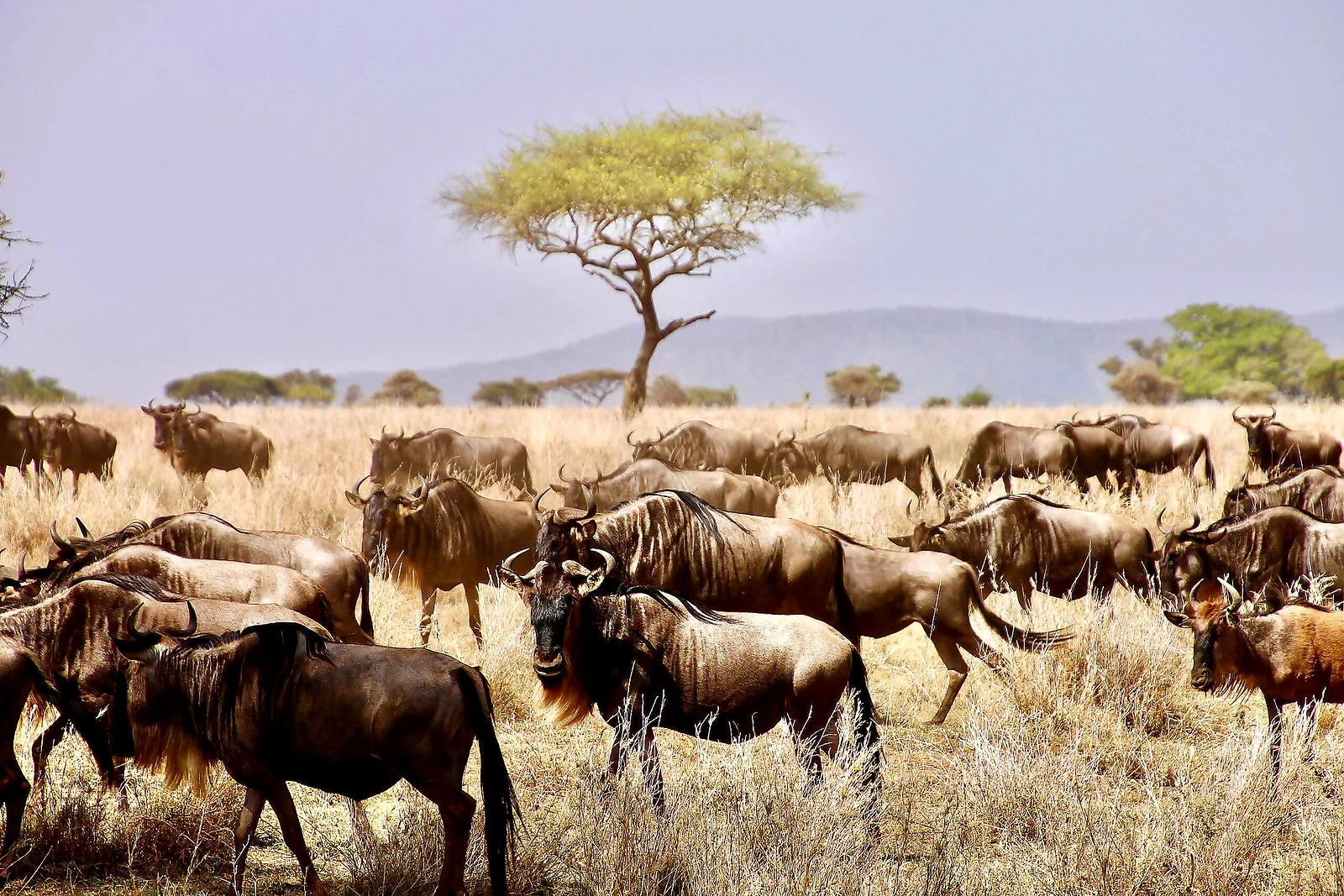 Serengeti Safaris