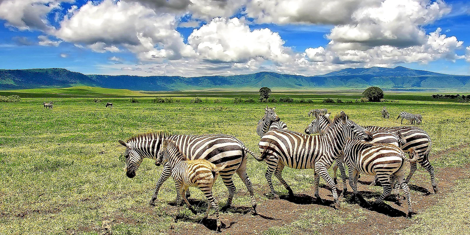 Ngorongoro Crater Day Trip