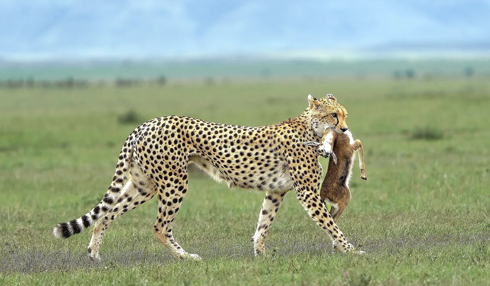 Luxury Tanzania Safari