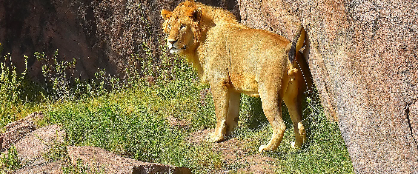 Tanzania Classic Safari