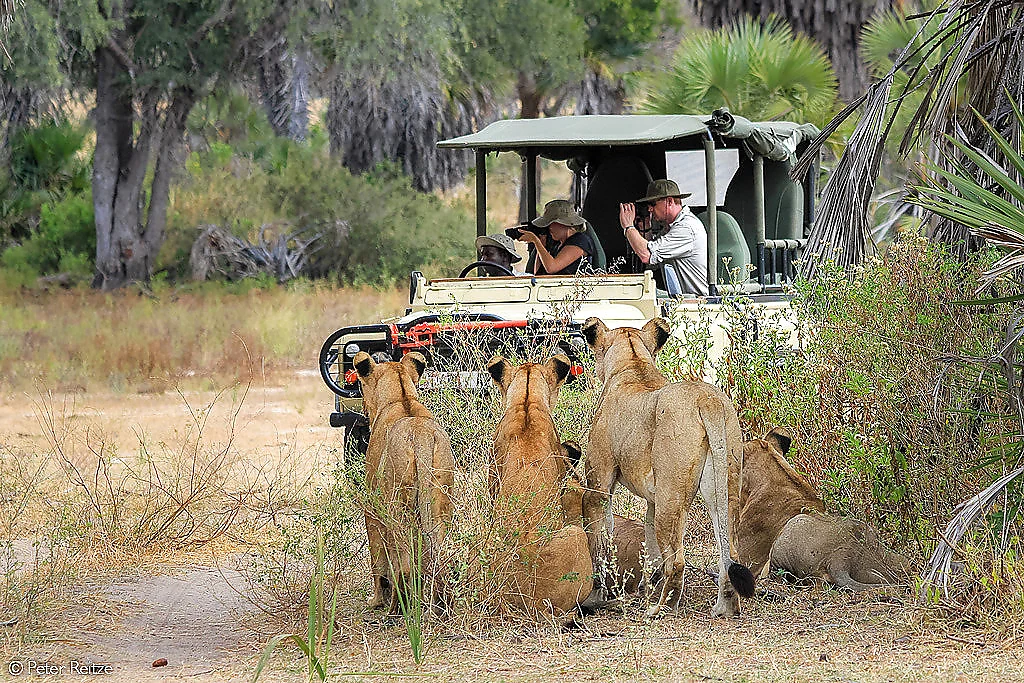 Honeymoon Safaris