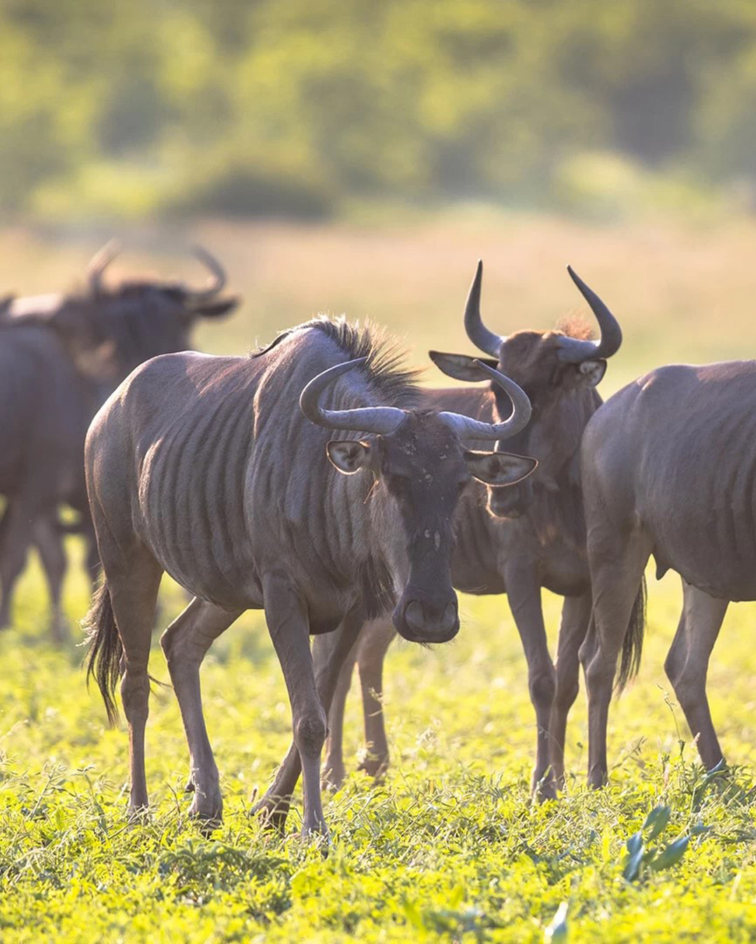 8-Day Great Migration Safari