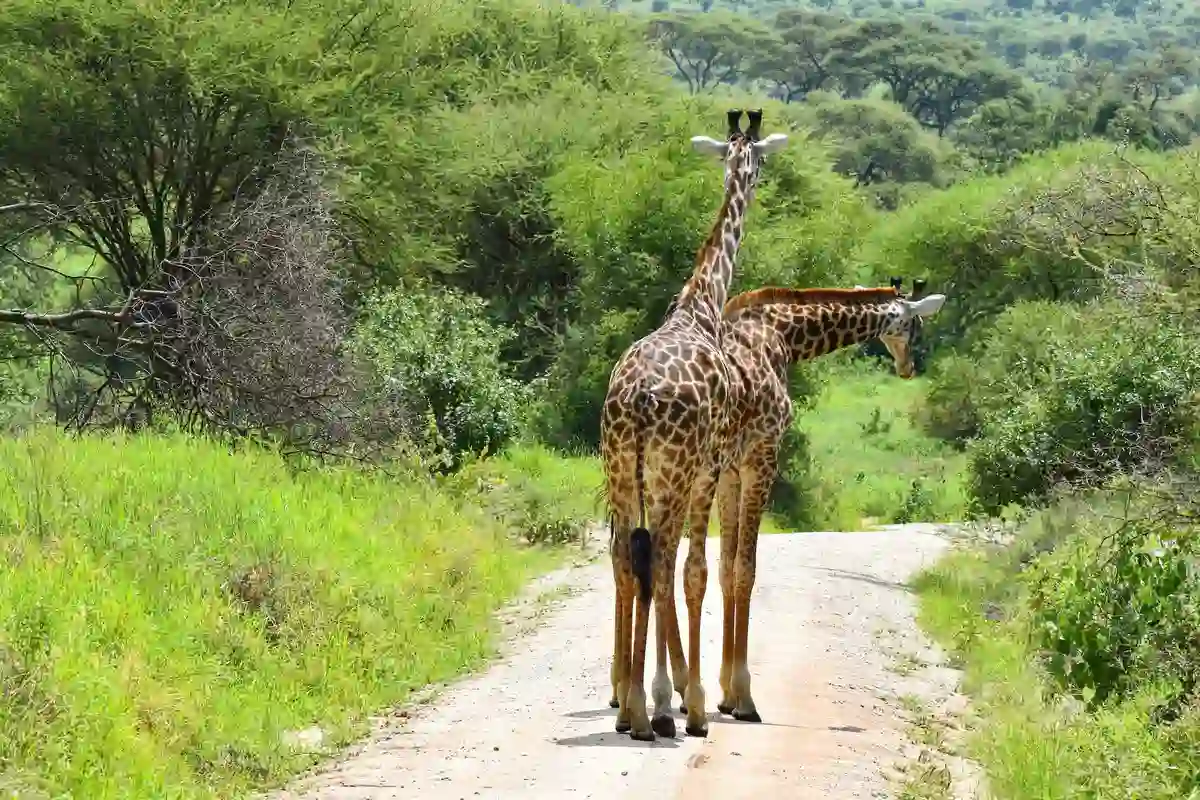 Saadani-National-Park-Safari