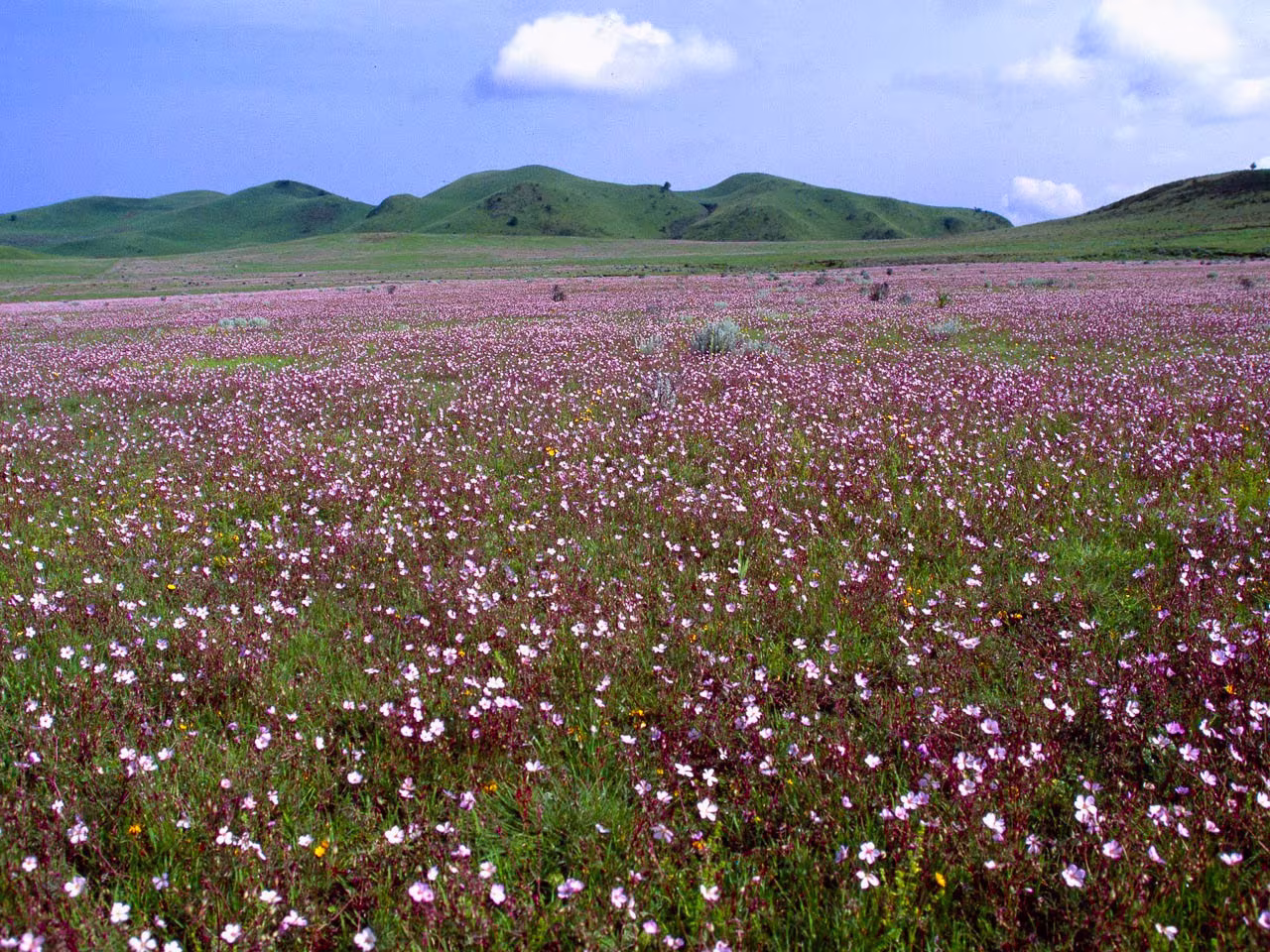 kitulo-bloemenzee