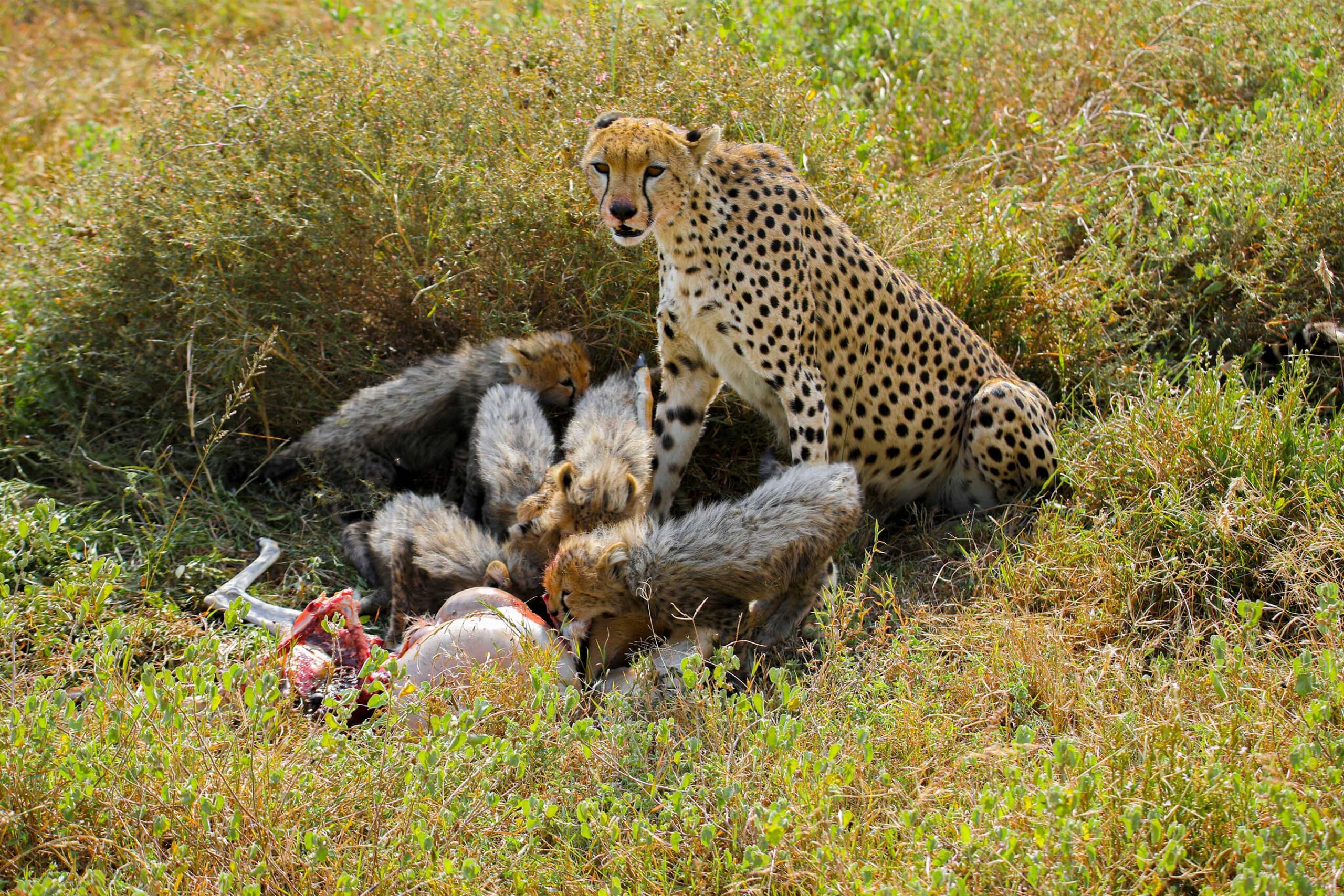 ruaha